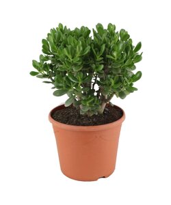 Crassula ovata 'Minor' XL - Stueplante - Sukkulent - ⌀30cm - Højde 60-65cm