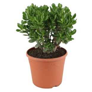 Crassula ovata 'Minor' XL - Houseplant - Succulent - ⌀30cm - Height 60-65 cm