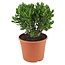 Crassula ovata 'Minor' XL - Plante d'intérieur - Succulente - ⌀ 30cm - H60-65cm