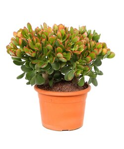 Crassula ovata 'Sunset' M - Houseplant - Succulent - ⌀ 17 cm - Height 30-35 cm