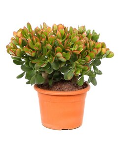 Crassula ovata 'Sunset' M - Succulenta - ⌀ 17 cm - Altezza 30-35 cm