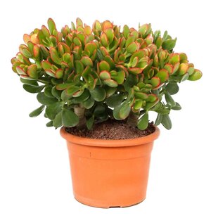 Crassula ovata 'Sunset' M - Plante d'intérieur - Succulente - ⌀ 17cm - H30-35cm