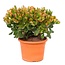 Crassula ovata 'Sunset' M - Zimmerpflanze - Sukkulente - ⌀17cm - Höhe 30-35 cm