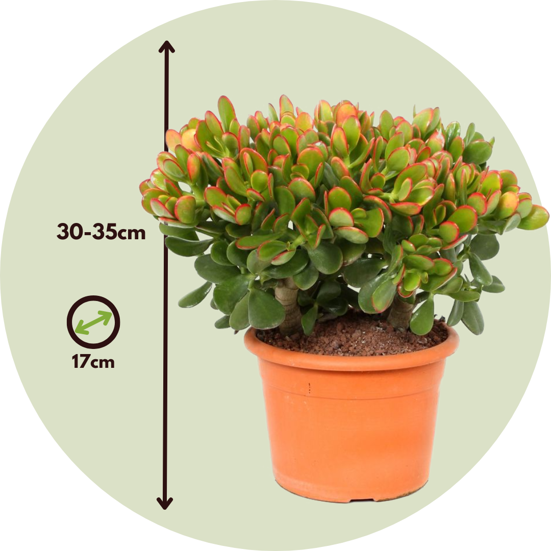 Crassula ovata 'Sunset' M - Houseplant - Succulent - ⌀17cm - Height 30-35  cm - FloraStore