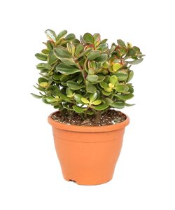 Crassula ovata 'Sunset' L - Plante d'intérieur - Succulente - ⌀ 23cm - H45-50cm