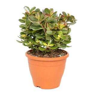 Crassula ovata 'Sunset' L - Houseplant - Succulent - ⌀23cm - Height 45-50cm