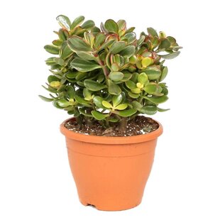 Crassula ovata 'Sunset' L - Plante d'intérieur - Succulente - ⌀ 23cm - H45-50cm