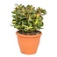 Crassula ovata 'Sunset' L - Plante d'intérieur - Succulente - ⌀ 23cm - H45-50cm
