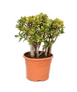 Crassula ovata 'Sunset' XL - Plante d'intérieur - Succulente - ⌀ 30cm - H55-60cm
