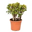 Crassula ovata Sunset - Vetplant - Kamerplant - Pot 30cm - Hoogte 55-60cm