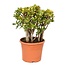 Crassula ovata 'Sunset' XL - Houseplant - Succulent - ⌀30cm - Height 55-60 cm