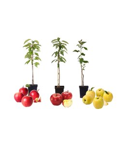 Appelbomen - Set van 3 - Braeburn Golden Delicious Gala - ⌀9cm - Hoogte 60-70cm