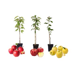 Apple trees - Set of 3 - Braeburn Golden Delicious Gala - ⌀9cm - Height 60-70cm