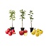 Appelbomen - Set van 3 - Braeburn Golden Delicious Gala - ⌀9cm - Hoogte 60-70cm