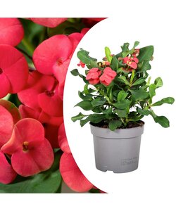 Euphorbia Milii - Christusdoorn - Kamerplant - Vetplant - ⌀13cm - Hoogte 25-35cm