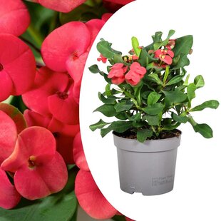 Euphorbia Milii Christusdorn - Zimmerpflanze - Sukkulente - ⌀13cm - Höhe 25-35cm