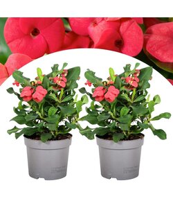 Euphorbia Milii Christusdorn - 2er set - Sukkulente - ⌀ 13 cm - Höhe 25-35 cm