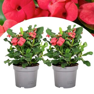 Euphorbia Milii - Christusdoorn - Set van 2 - vetplant - ⌀ 13cm - Hoogte 25-35cm