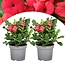 Euphorbia Milii - Christ thorn - Set of 2 - succulent - ⌀13cm - Height 25-35 cm