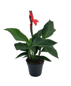 Canna 'Cannova' - Blumenrohr - Canna Lilie Rot - Topf 17cm - Höhe 35-45cm