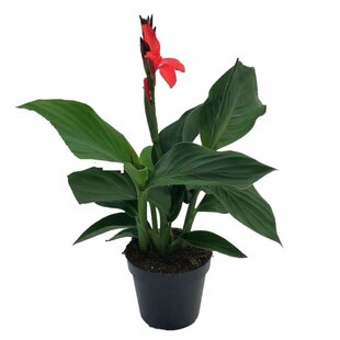 Canna 'Cannova' - Flower Reed - Canna Lily Red - ø17cm - Height 35-45cm
