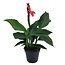 Canna 'Cannova' - Flower Reed - Canna Lily Red - ø17cm - Height 35-45cm