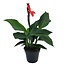 Canna 'Cannova' - Roseau fleuri - Canna Lily Rouge - Pot 17cm - Hauteur 35-45cm