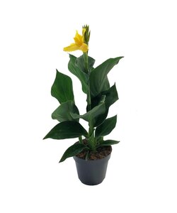 Canna 'Cannova' - Bloemriet - Canna Geel - Pot 17cm - Hoogte 35-45cm