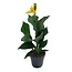 Canna 'Cannova' - Flower Reed - Canna Lily yellow - ø17cm - Height 35-45cm