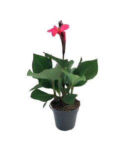 Canna 'Cannova' - Blomsterrør - Canna Lily Pink - ø17cm - Højde 35-45cm