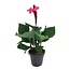 Canna 'Cannova' - Flower Reed - Canna Lily Pink - ø17cm - Height 35-45cm