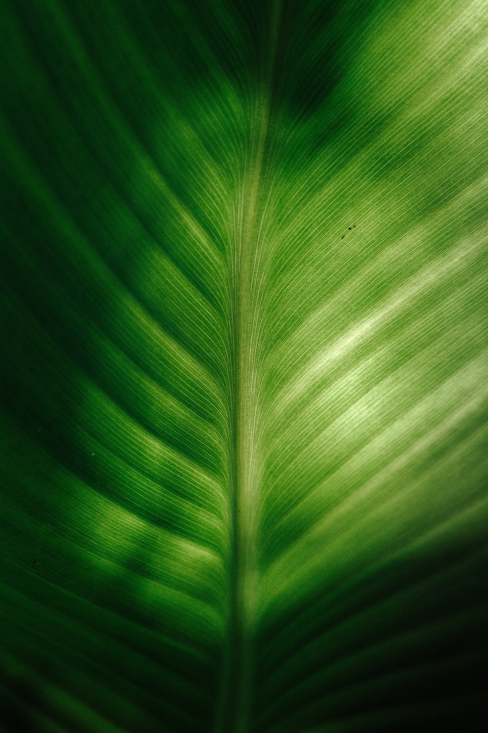 Canna Cannova Rosa - Canna Lily 150mm Pot (VN)