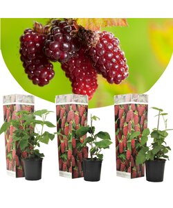 Rubus 'Taybeere' - 3er Set - Brombeere & Himbeere - Topf 9cm - Höhe 25-40cm