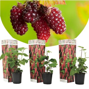 Rubus 'Taybeere' - 3er Set - Brombeere & Himbeere - Topf 9cm - Höhe 25-40cm
