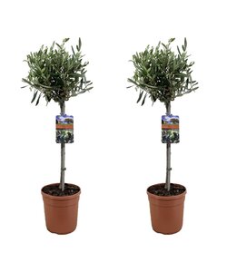 Olea Europaea - Olijfboom op stam - Set van 2 - Pot 19cm - Hoogte 80-90cm