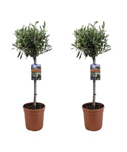 Oliventræ på stam - Sæt med 2 - Olea Europaea - ø19cm - Højde 80 cm