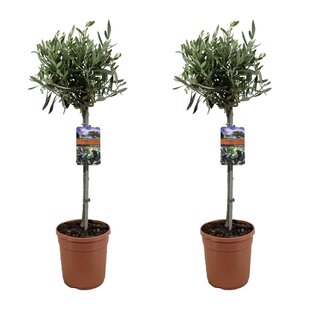 Olea Europaea - Olijfboom op stam - Set van 2 - Pot 19cm - Hoogte 80-90cm