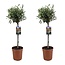 Olea Europaea Olea Europaea - Olivier sur tige - Set de 2 - Pot 19cm - Hauteur 80-90cm