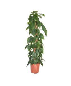 Philodendron 'Escalade' - XXL sur bâton de mousse - Pot 27cm - Hauteur 150-160cm