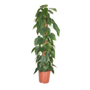 Philodendron scandens - Efeutute - Topf 27cm - Höhe 150-160cm