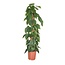 Filodendron scandens - Roślina doniczkowa - ø27cm - Wysokość 150-160cm