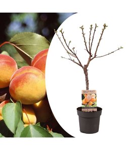 Prunus Armeniaca albaricoque - Árbol frutal - Maceta 21cm - Altura 90-100cm