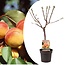 Prunus Armeniaca abrikostræ - Frugttræ - ø21cm - Højde 90-100cm
