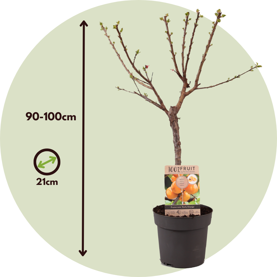 Prunus Armeniaca Apricot tree - Fruit tree - Pot 21cm - Height 90-100cm