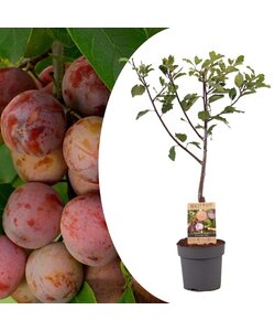 Prunus domestica 'Opal' - Pruimenboom - Fruitboom - Pot 21cm - Hoogte 90-100cm