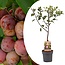 Prunus domestica 'Opal' - Pruimenboom - Fruitboom - Pot 21cm - Hoogte 90-100cm