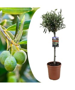 Olea Europaea - Oliventræ - Vinterhårdfør plante - ø19cm - Højde 80-90cm