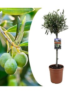 Olea Europaea - olivier rustique sur tige - Pot 19cm - Hauteur 80-90cm