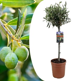 Olea Europaea - olivier rustique sur tige - Pot 19cm - Hauteur 80-90cm