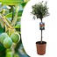 Olea Europaea Olea Europaea - Winterharde olijfboom op stam - Pot 19cm - Hoogte 80-90cm